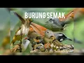 Download Lagu SUARA PIKAT BURUNG pelamboyan ribut 💯‼️gk pake lama langsung kluar dari semak belukar
