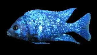 Download Placidochromis Phenochilus Tanzania 'Sapphire Cichlid aka Snowflake Cichlids spawning MP3