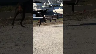 #fyp #dream #doberman #pets #youtube