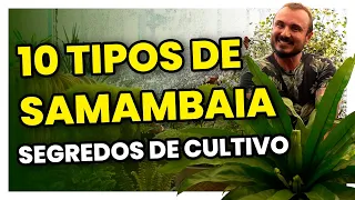Conheça 10 espécies de SAMAMBAIAS | Como cultivar, adubar e replantar