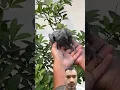 Download Lagu new baby pigeon update ❤️ | #pigeon #kabootar #birds #shortsfeed #shorts