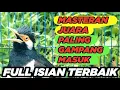 Lagu Burung Jalak Suren Gacor Full Isian Tembakan Mewah Tengkek Buto Suara Unik