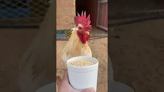 صوت الديك ينادي الدجاج    دواجن دندنها