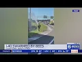 Crash on I-40 near downtown Knoxville releases a million bees