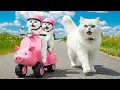 Download Lagu Mama Cat Helps Kittens After Bicycle Accident 🚲 Sells Noodles 🍜 to Buy Toy Motorbike 🏍️🐱💖