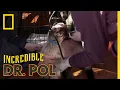 Baby Goat Won t Eat The Incredible Dr Pol