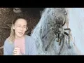 Download Lagu consider THIS before you get an OLD WORLD TARANTULA