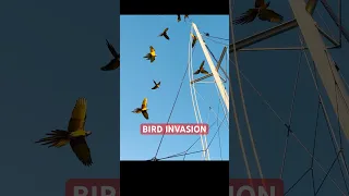 BIRD INVASION