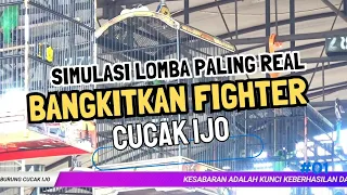 simulasi lomba cucak ijo suara jernih untuk melatih mental cucak hijau
