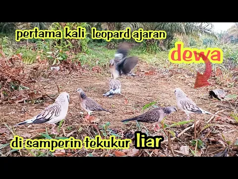 Download MP3 💥kali pertama kontak fisik dengan tekukur liar‼️ leopard ajaran (dewa )rada rada minder