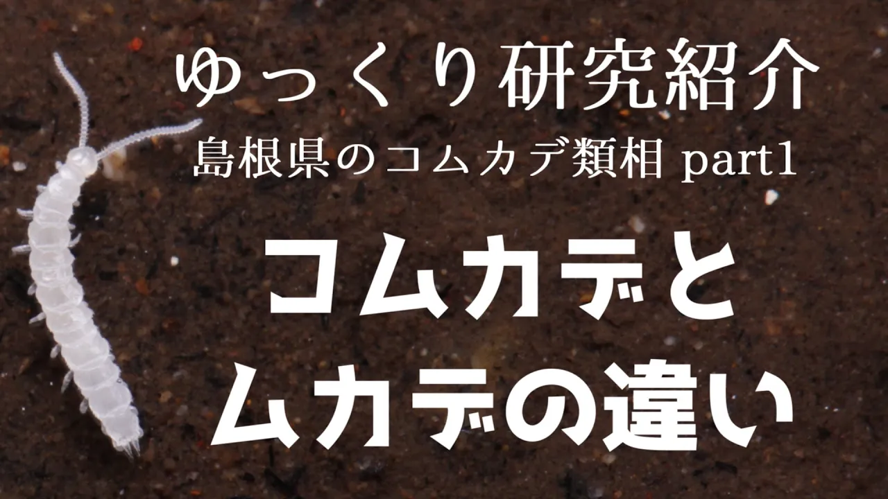 【ゆっくり研究紹介】ムカデとコムカデの違い_島根県のコムカデ類相①