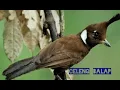 Download Lagu suara CILILIN buat masteran burung pasti masuk#celengbalapkicau