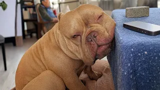 El primer ladrido de este perro rescatado te hará llorar.
