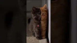 وإن يمسسك الله بضر فلا كاشف له إ لا هو   القارئ عبدالرحمن مسعد   تلاوة قرآنية جميلة بصوت جميل دندنها