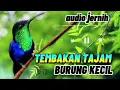 Download Lagu MASTERAN BURUNG : Burung kecil tembakan dahsyat