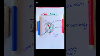 simple Diagram Of Cell Wall