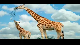 انشودة الله ربى لا اريد سواه الطير سبحه والوحش مجده والحوت ناداه 