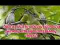Download Lagu SUARA PIKAT KOMBINASI BURUNG PIJANTUNG PISANG DAN PIJANTUNG GUNUNG AMPUH