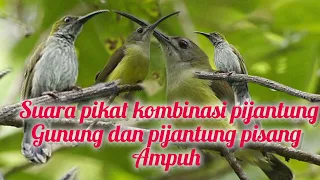 suara pikat kombinasi burung pijantung pisang dan pijantung gunung ampuh