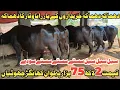 Download Lagu رانا وقار سیالکوٹ 5 خوبصورت جھوٹیاں 1 گائے دستیاب 29 ستمبر 2025 Farming and Business Ideas