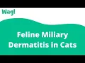 Feline Miliary Dermatitis in Cats Wag