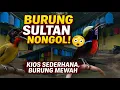 Download Lagu BIKIN GELO ! BURUNG GACORAN KUALITAS SULTAN NONGOL DI KIOS SEDERHANA !?