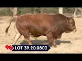 LOT 39 21 0803