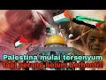Download Lagu Palestina Mulai Tersenyum  Tapi Perang Belum Selesai 