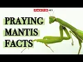 Download Lagu Surprising Praying Mantis Facts You Probably Didn't Know!