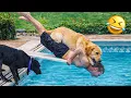 Best Animal s 2026 Funniest Dogs Cats You Haven t Seen Yet