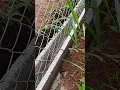 Vídeo do produto - Tela Revestida em PVC VERDE Fio 12 (3,80mm) malha 3" (7,6cm) - Rolo 20m