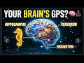 How Your Brain REALLY Works Human Brain Anatomy Explained