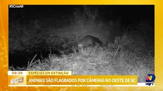 Flagrante na natureza: câmeras registram espécies raras em obras no Oeste de SC