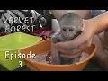 Orphan Baby Monkey s Groot and Joli Take A Bath - Ep 3