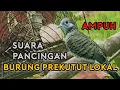 Download Lagu SUARA PANCINGAN BURUNG PREKUTUT  KATURANGGAN GACOR DIJAMIN NYAUT