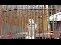 Download Lagu Live Singing Mongolian Lark
