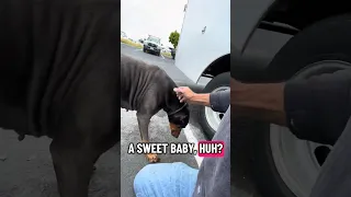 Poor sleepy baby still on her heat cycle and being “ extra “ . #fyp #dream #vlog #doberman #pets