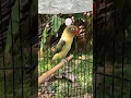 Download Lagu LOVEBIRD ngetik tajam lanjut ngekek pancingan agar lovebird  bunyi #birds #kicaumania #kenari3in1