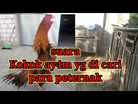 Download MP3 ciri2 suara kokok Ayam bangkok yg bagus