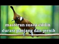 Download Lagu MASTERAN SUARA CILILIN JERNIH DAN PANJANG DURASINYA