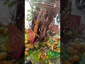 Download Lagu vadsavitari pooja 🙏🏼🙏🏼🌺🌺
