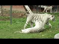 Wildlife | Episode 1: Tiger, Lion, Leopard \u0026 Jaguar - The Four Big Cats | Free Documentary Nature