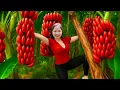 Download Lagu 365Days Harvesting Bananas at the Farm Goes To Market Sell, Trying to Make Crispy Fried Banana Cake