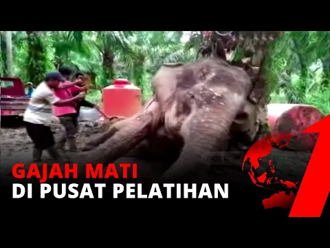 Sempat Dapat Perawatan Medis, Gajah Betina di PLG Sebanga Mati | tvOne