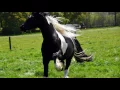 Download Lagu Barock Pinto Stallion  Bento Ster 54