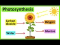 Photosynthesis What is photosynthesis Step-by-step process
