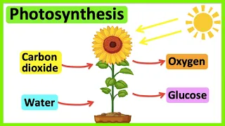 Photosynthesis What is photosynthesis Step-by-step process