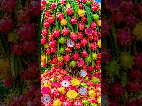 A quick and easy method for growing and propagating dragon fruit trees. #garden #fruit #nature