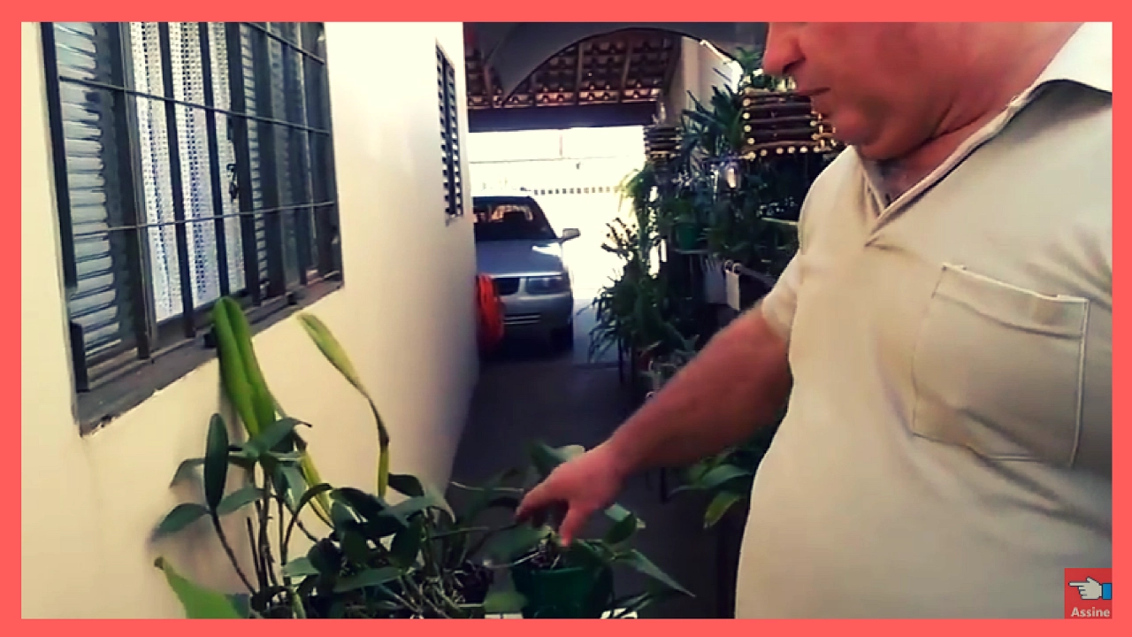QUER APRENDER COMO CULTIVAR ORQUÍDEAS EM TRONCOS? VEJA AQUI!