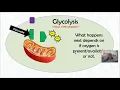 Overview of Cellular Respiration